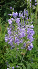 Veronica teucrium