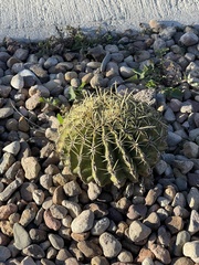 Ferocactus macrodiscus