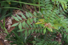 Zanthoxylum schinifolium