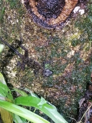 Anolis schiedii