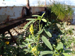 Melilotus altissimus