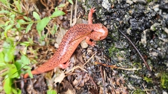 Pseudotriton ruber ruber