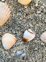 Mollusca