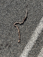 Pseudonaja aspidorhyncha
