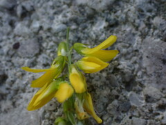 Melilotus altissimus