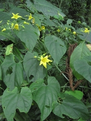 Thladiantha punctata