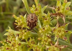 Carpocoris mediterraneus