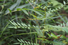Zanthoxylum schinifolium