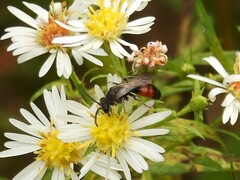 Sphecodes davisii