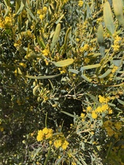 Acacia ligulata