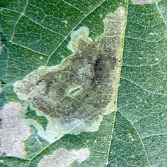 Calycomyza