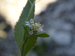 Lepidium latifolium