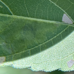 Calycomyza