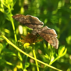 Erynnis funeralis