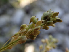 Lepidium latifolium