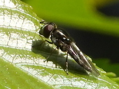 Platycheirus fenestrata