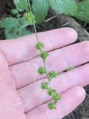 Agrimonia gryposepala