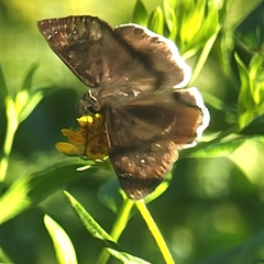 Erynnis funeralis