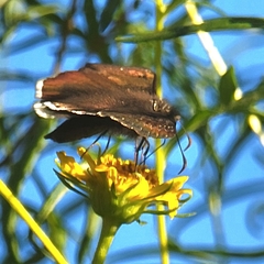 Erynnis funeralis