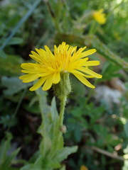 Sonchus palustris