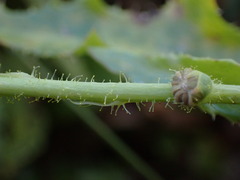 Sonchus palustris