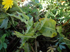 Sonchus palustris