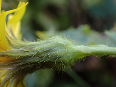 Sonchus palustris