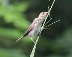 Sporophila