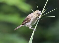 Sporophila
