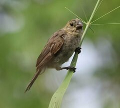 Sporophila