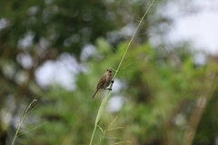Sporophila