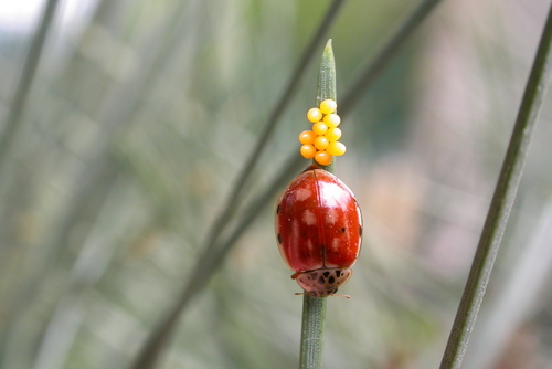 Cream-streaked Ladybird photo 5