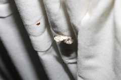 Ponometia erastrioides