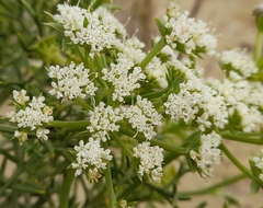 Echinophora spinosa