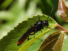 Elaphroptera