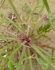 Echinophora spinosa