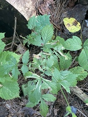 Agrimonia gryposepala