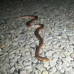 Cryptophis boschmai