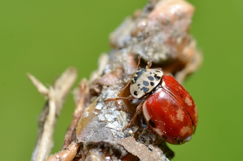 Cream-streaked Ladybird photo 4