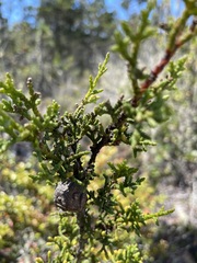 Cupressus pygmaea
