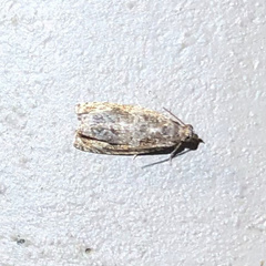 Endothenia hebesana