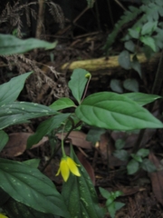 Lysimachia ardisioides