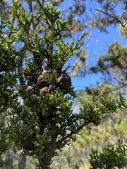 Cupressus pygmaea