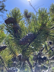 Pinus contorta contorta