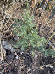 Juniperus communis