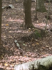 Hylocichla mustelina