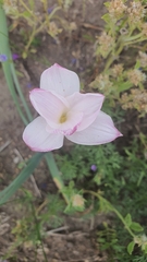 Zephyranthes drummondii