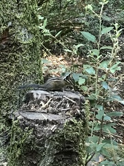 Neotamias ochrogenys