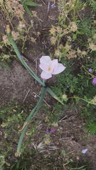 Zephyranthes drummondii