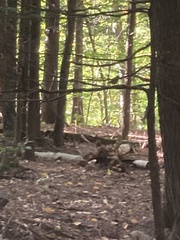 Hylocichla mustelina